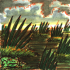 marsh